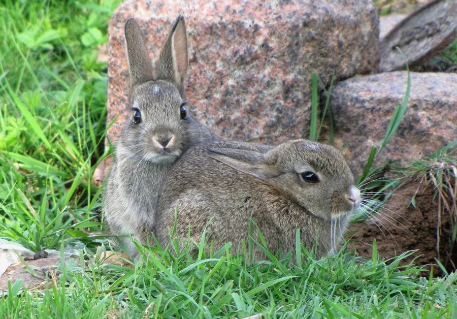 Understanding Domestic Rabbits: Comprehensive Insights from History to Care